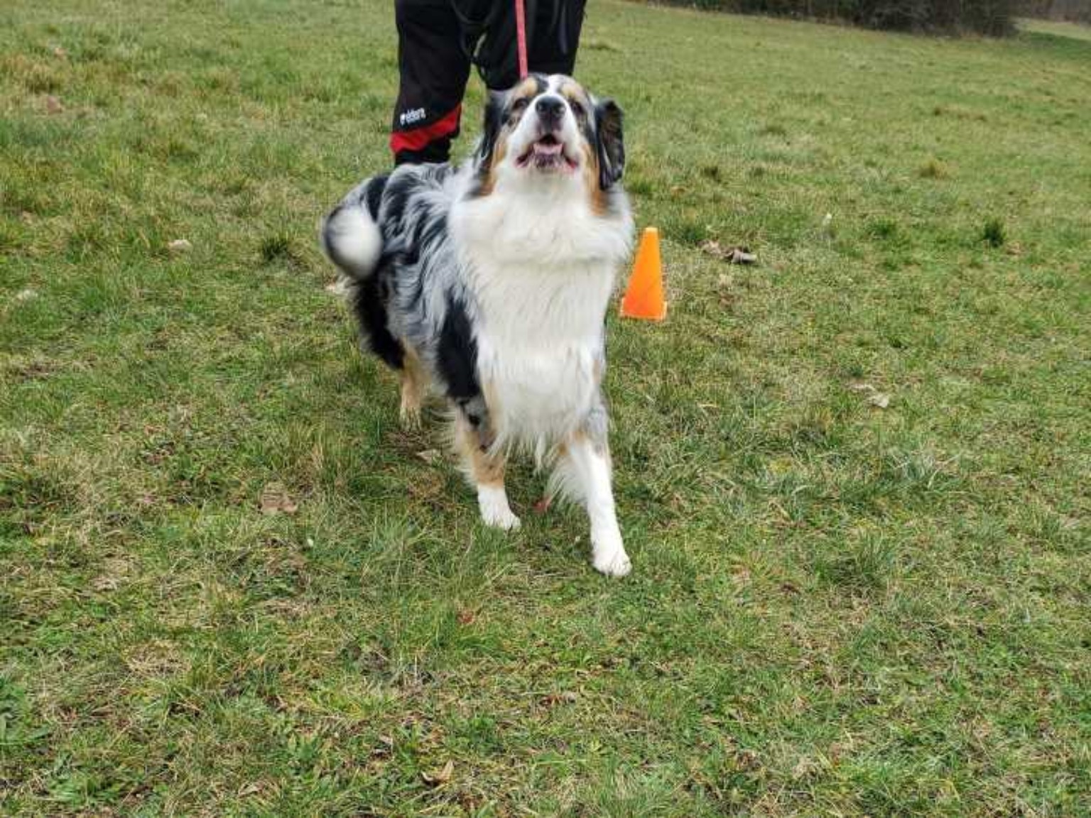 Pet'Assist 18 en séance d'éducation canine