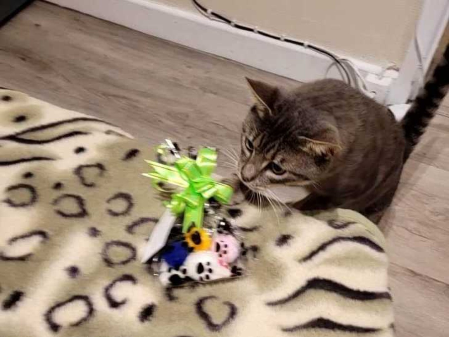 Visite à domicile pour chat